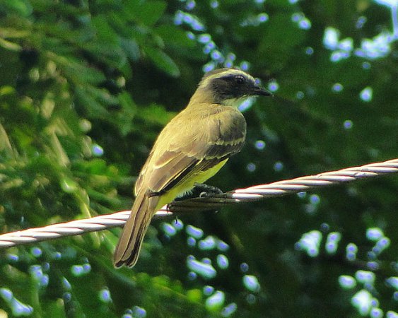 Photo (6): Social Flycatcher