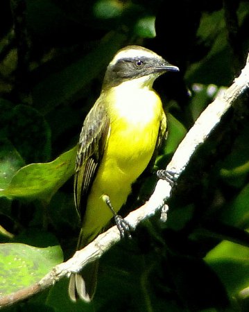 Photo (22): Social Flycatcher