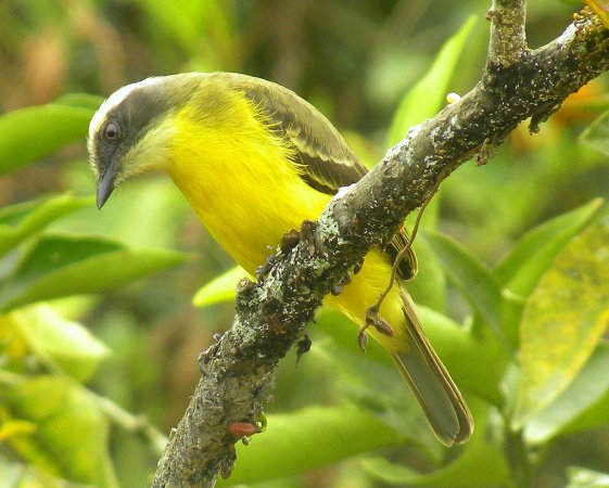 Photo (8): Social Flycatcher