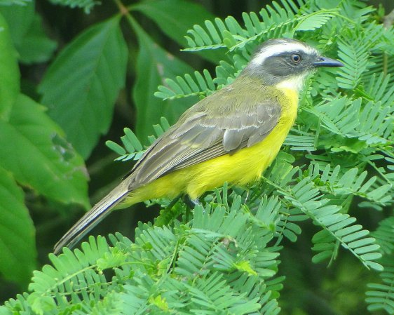 Photo (20): Social Flycatcher