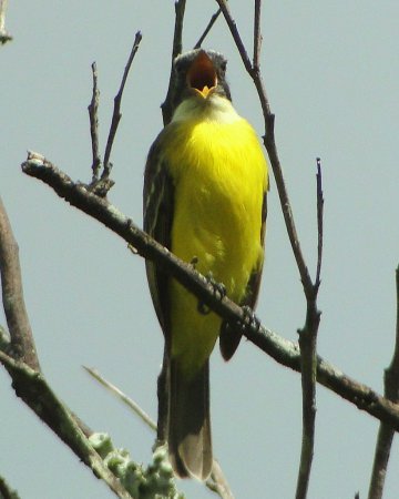 Photo (12): Social Flycatcher