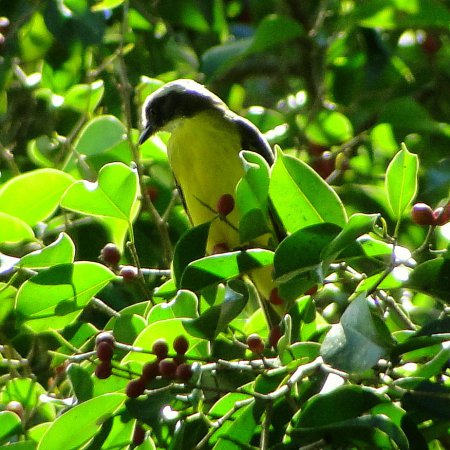 Photo (14): Social Flycatcher