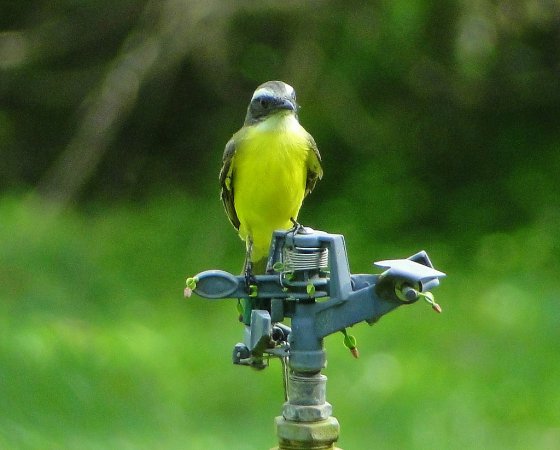 Photo (11): Social Flycatcher