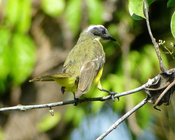Photo (17): Social Flycatcher