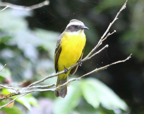 Photo (9): Social Flycatcher