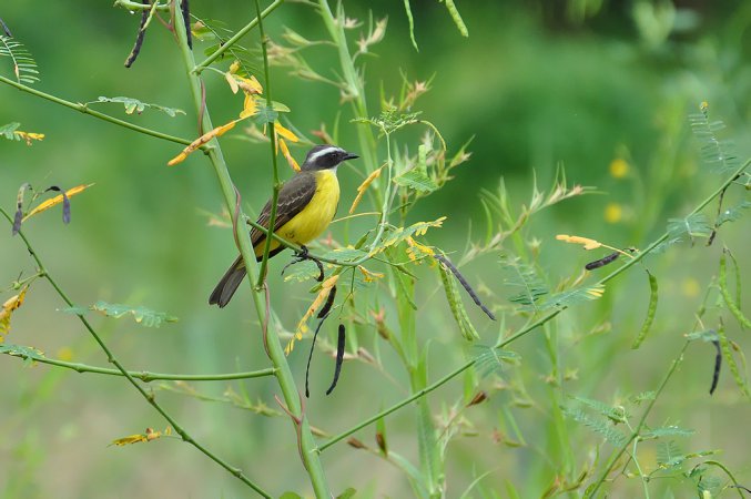 Photo (21): Social Flycatcher