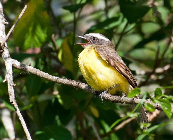 Photo (19): Social Flycatcher
