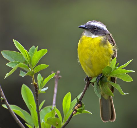 Photo (7): Social Flycatcher