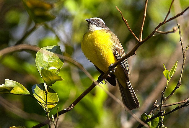 Photo (16): Social Flycatcher