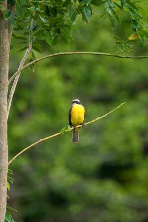 Photo (10): Social Flycatcher
