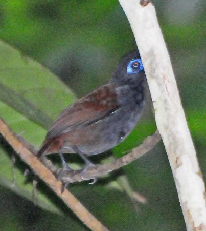 Photo (3): Chestnut-backed Antbird