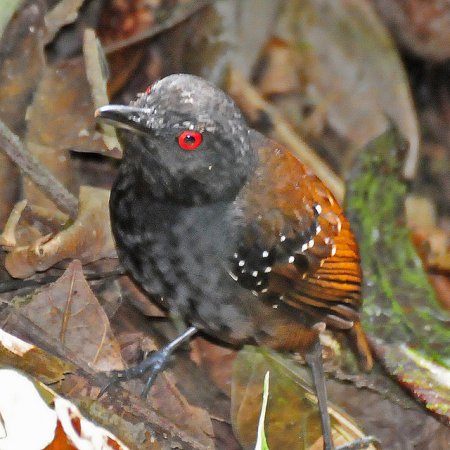 Photo (3): Magdalena Antbird