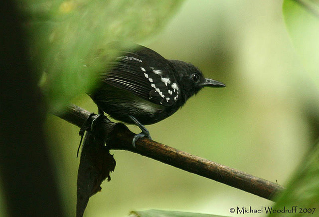 Photo (1): White-flanked Antwren