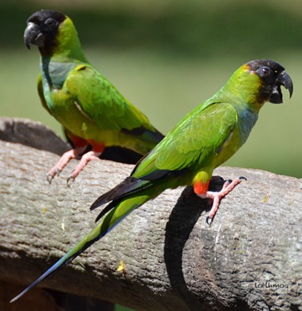 Photo (2): Nanday Parakeet