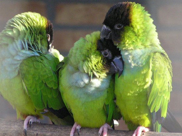 Photo (1): Nanday Parakeet