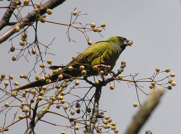 Photo (6): Nanday Parakeet