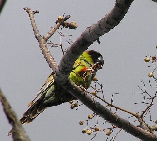 Photo (5): Nanday Parakeet