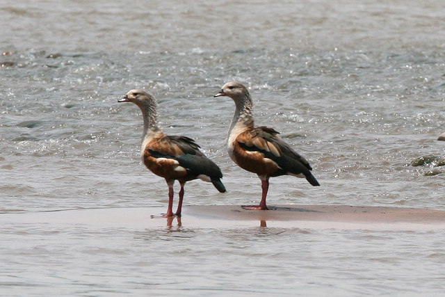 Photo (2): Orinoco Goose