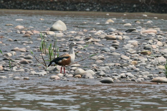 Photo (3): Orinoco Goose