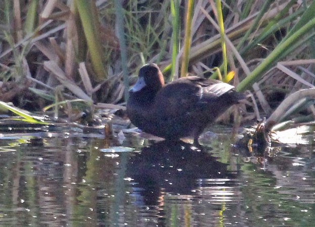 Photo (1): Southern Pochard
