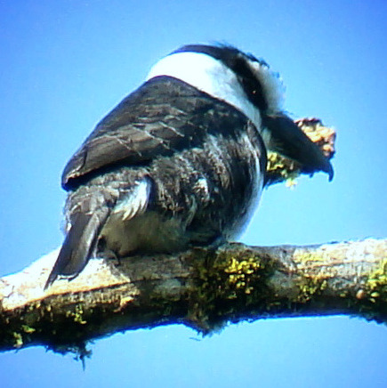 Photo (3): White-necked Puffbird