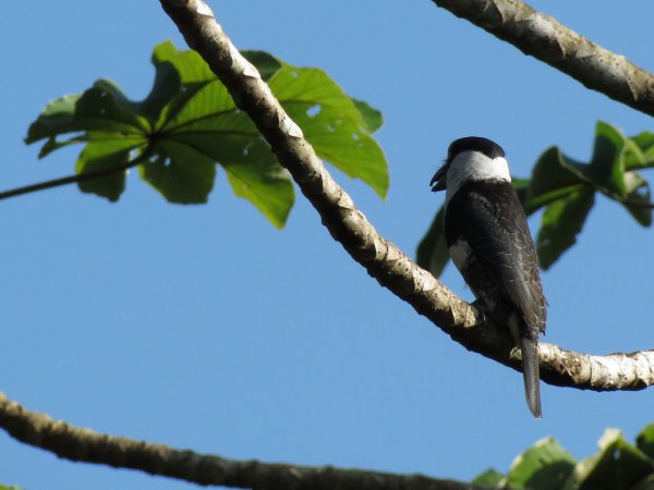 Photo (5): White-necked Puffbird