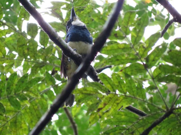 Photo (1): Black-breasted Puffbird