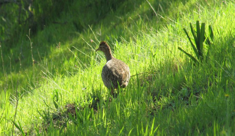 Photo (1): Chilean Tinamou