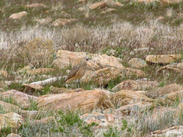 Photo (18): Long-billed Curlew