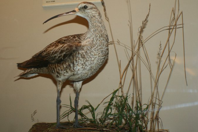 Photo (5): Eskimo Curlew