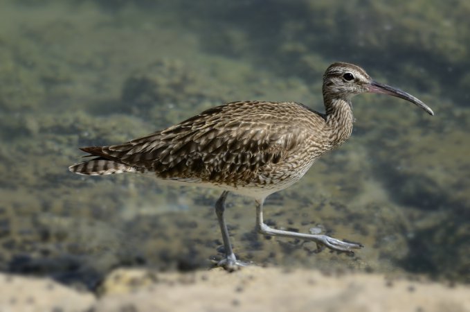 Photo (12): Whimbrel