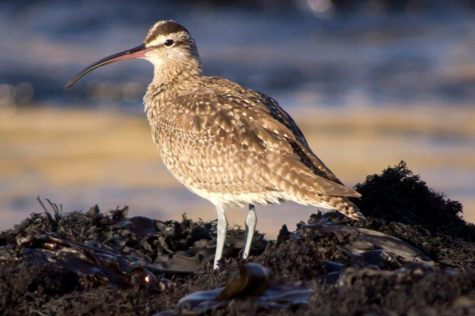 Photo (2): Whimbrel