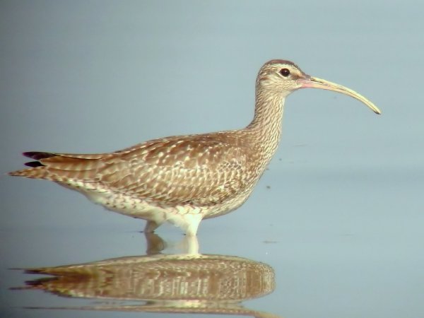 Photo (8): Whimbrel