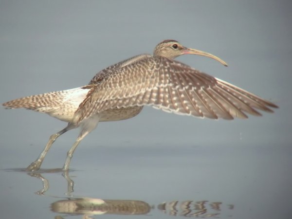 Photo (6): Whimbrel