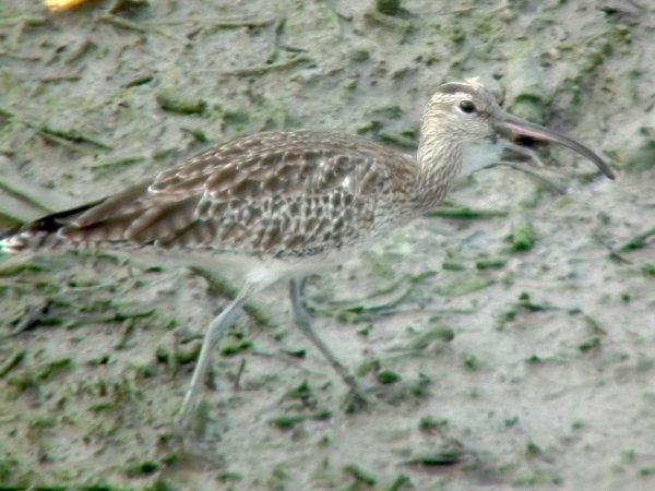 Photo (14): Whimbrel