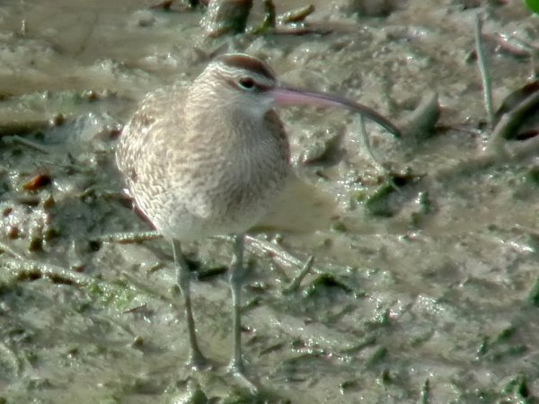 Photo (21): Whimbrel