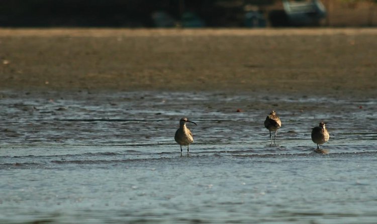 Photo (13): Whimbrel