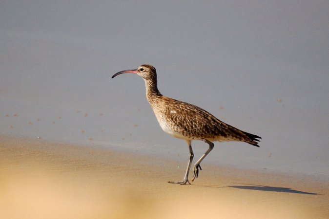 Photo (17): Whimbrel