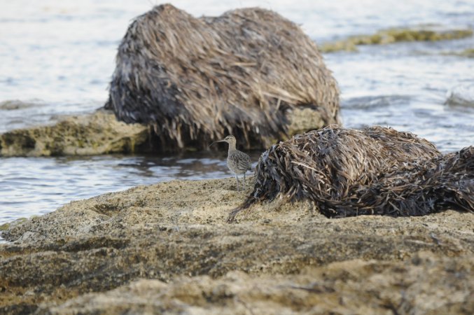 Photo (18): Whimbrel