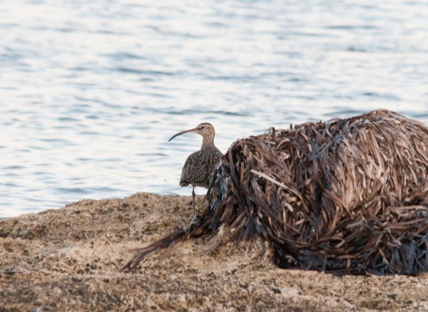 Photo (20): Whimbrel