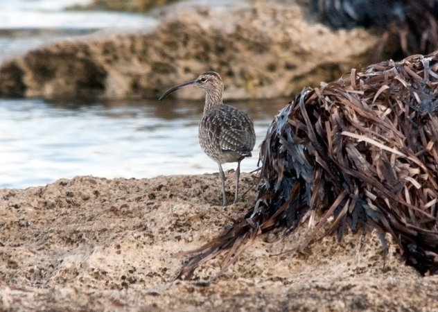 Photo (15): Whimbrel