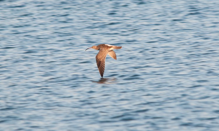Photo (16): Whimbrel