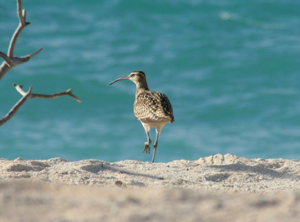 Photo (2): Bristle-thighed Curlew