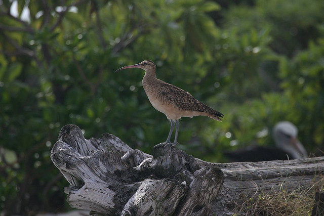 Photo (1): Bristle-thighed Curlew