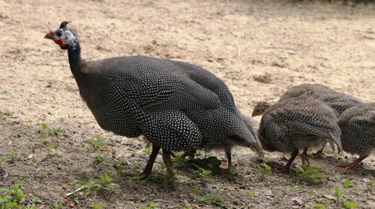 Photo (21): Helmeted Guineafowl