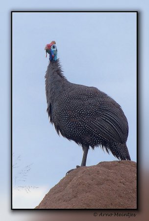Photo (16): Helmeted Guineafowl