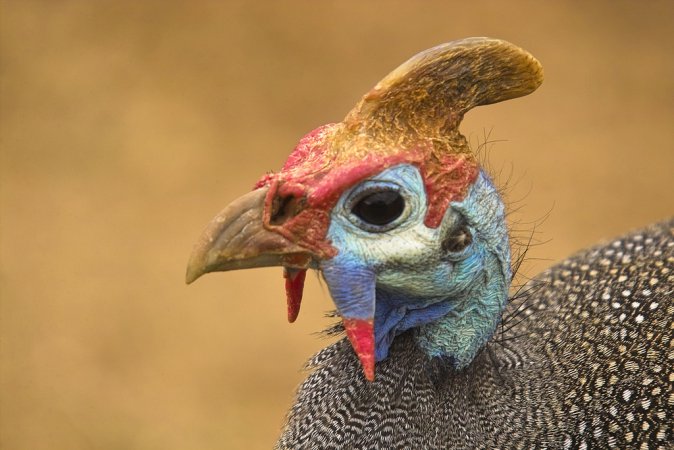 Photo (2): Helmeted Guineafowl