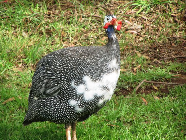 Photo (9): Helmeted Guineafowl