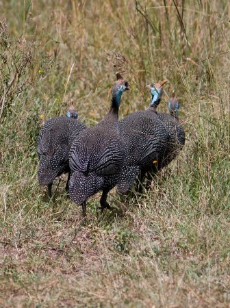 Photo (17): Helmeted Guineafowl