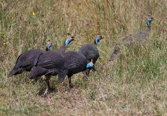 Photo (8): Helmeted Guineafowl